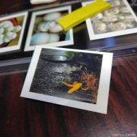 ミニフォトステッカー（バナナの皮） / Rista Falter