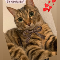 短編小説「今宵は猫のお客様episode3(下)〜ビターなの？スイートなの？あなたは誰？」 / 猫澤靖