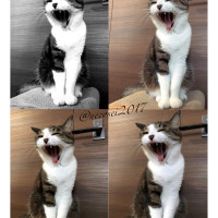あくび猫ハイクオリティー Tシャツ白（ＧM） / 猫澤靖