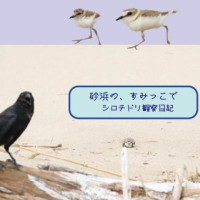 砂浜の、すみっこで　シロチドリ観察日記 / 孤伏澤つたゐ