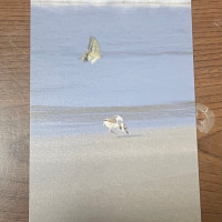 【バラ】鳥写ポストカード　シロチドリとちょうちょ / 孤伏澤つたゐ