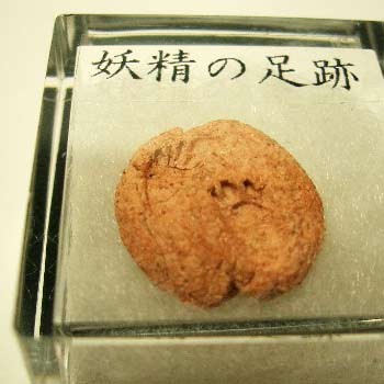 ドロップ博士の蒐集物 妖精の足跡