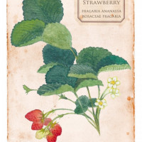 オランダイチゴの植物画　ポストカード