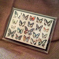 架空壁面装飾『蝶の標本２』 / カバネド
