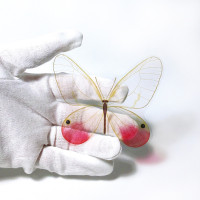 透ける栞（スカシジャノメ） / こにー